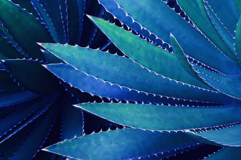 Die "Cactus"-Ransomware zeigt sich besonders raffiniert und damit gefährlich.