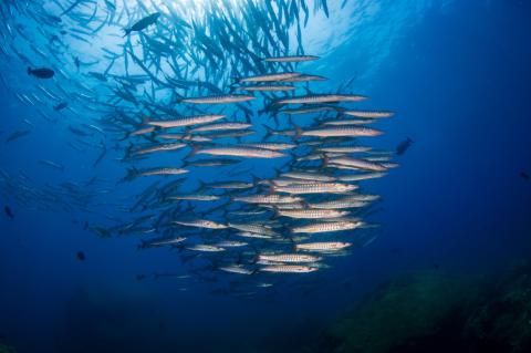 Der Namensgeber des Herstellers ist ein Raubfisch, der in den Tropen und Subtropen beheimatet ist.